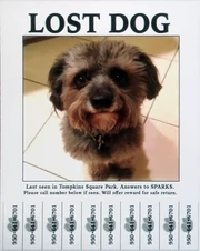 Lost Dog 950 641 6701