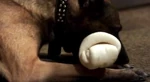 POI 0303 Bear