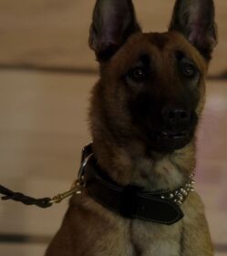 What kind of dog online is on person of interest