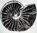 POI 0402 Nautilus Shell