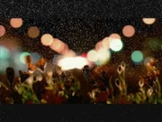 Astralasia-squatter_in_the_house