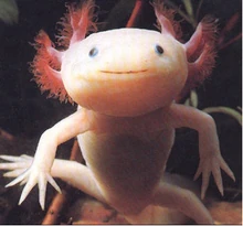 A picture of an Axolotl.