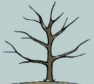 Peep's tree in winter.