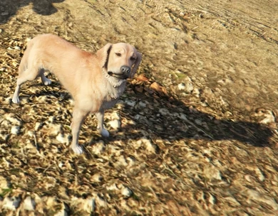 qué es un perro de color fantasma