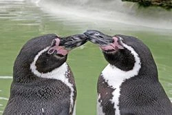 250px-Penguincotswoldwildlifepark