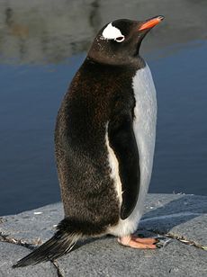 Macquarie Island - Wikipedia