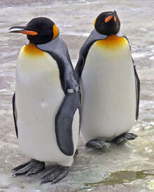 King penguin - Wikipedia