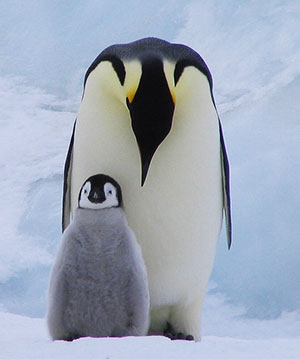 emperor penguins predators