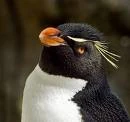 SouthernRockhopper