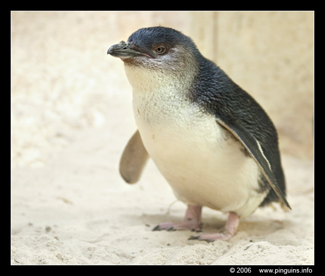 Little Blue Penguin Penguin Wiki Fandom