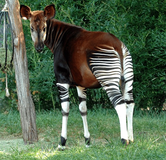 Okapi (Animal) | Madagascar Wiki | Fandom