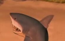 Shark-0.jpg