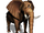 African bush elephant