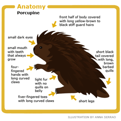 Porcupine anatomy