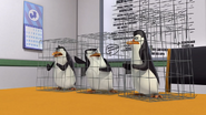 Penguins in cages
