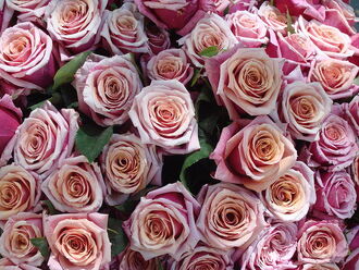 Bouquet de roses roses