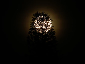 The moon, behind a tree. Photo by Prateek Karandikar. Licensed under Creative Commons, courtesy Wikimedia Commons.
