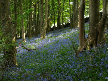 Heathery Ward wood - geograph.org.uk - 797702