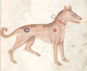 729px-Medieval dog