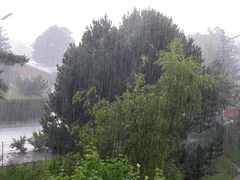 Rain. Photo by Tomasz Sienecki. Licensed under Creative Commons, courtesy Wikimedia Commons.