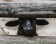 Black sheep2