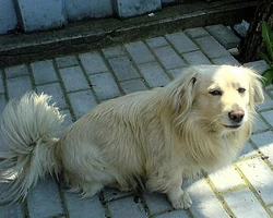 Dog - typical mongrel, 2008. Photo by Henryk Żychowski. Licensed under Creative Commons, courtesy Wikimedia Commons.