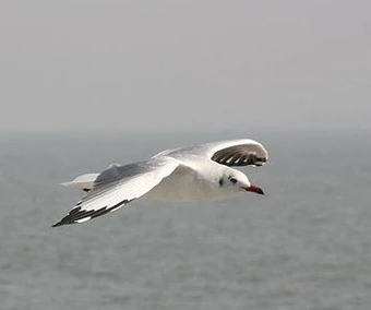 A pair of Brown-headed Gulls flying over the sea off the coast of Mumbai, India, 2009 (detail). Photo by Dr. S. Natarajan. Courtesy Wikipedia Commons.
