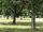 Under the Trees / John Rodker