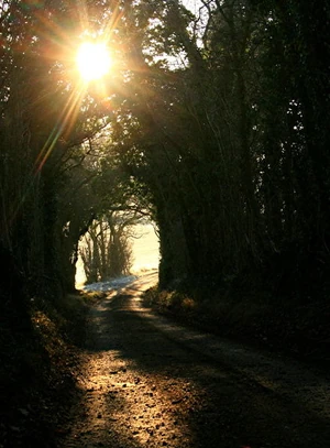 Morning sun near Dean Copse, Hampshire, UK. Photo by Hugh Chevalier. Licensed under Creative Commons, courtesy Geograph.org.