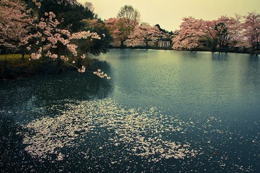 Cherry blossoms on water. Courtesy Picslist.