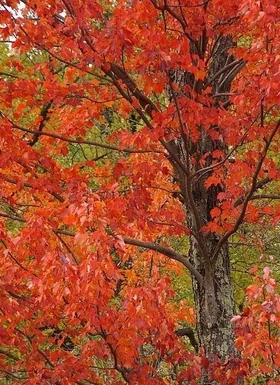 Maple Tree in red, 2009 (detail). Photo by Common-Pics