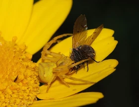 Spider and fly April 2008-1