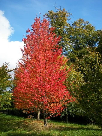 Red maple (acer rubrum), Hesse, Germany. Courtesy Wikimedia Commons.