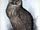 Edward Lear