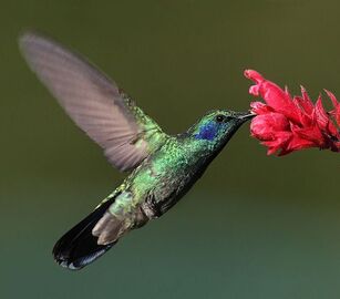 Colibri-thalassinus-001-edit