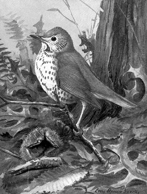 Wood thrush in 1911 Encyclopædia Britannica, by Louis Agassiz Fuertes (1874-1927). Courtesy Wikimedia Commons.