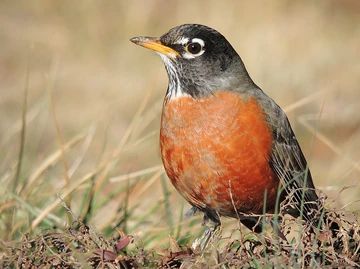 American robin, Missouri. Photo by Dakota Lynch, 2013. Licensed under Creative Commons, courtesy Wikimedia Commons.