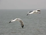 Sea-music / Babette Deutsch