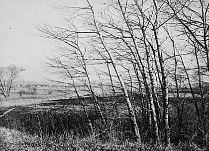 Trees in the wind, Lititz, Pennyslvani, 1942. Photo by Margery Collins (1912-1985). Courtesy Wikimedia Commons.