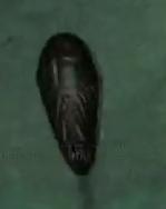 Slug
