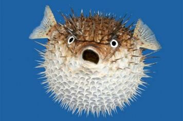 Blowfish