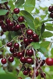 Cherries