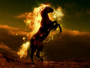 225 horse on f.jpg