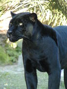 Black Jaguar