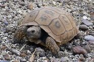 Una tortuga.