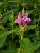 La planta Chelone, también conocida como "cabeza de tortuga."
