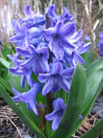 Hyacinth