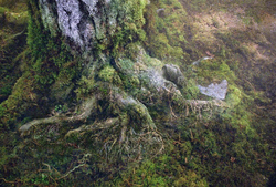 ThaliaTree