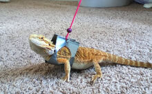 Duct-Tape-Dragon-Harness
