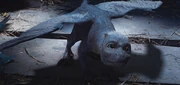Saphira poikasena.